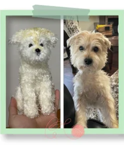 For Pet Lovers